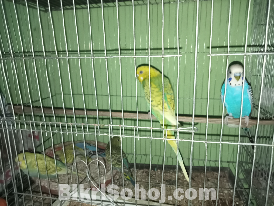 ডিমবাচ্চা সহ রানিং বাজরিগার পাখি ও ডায়মন্ড ডাব বিক্রি হবে।